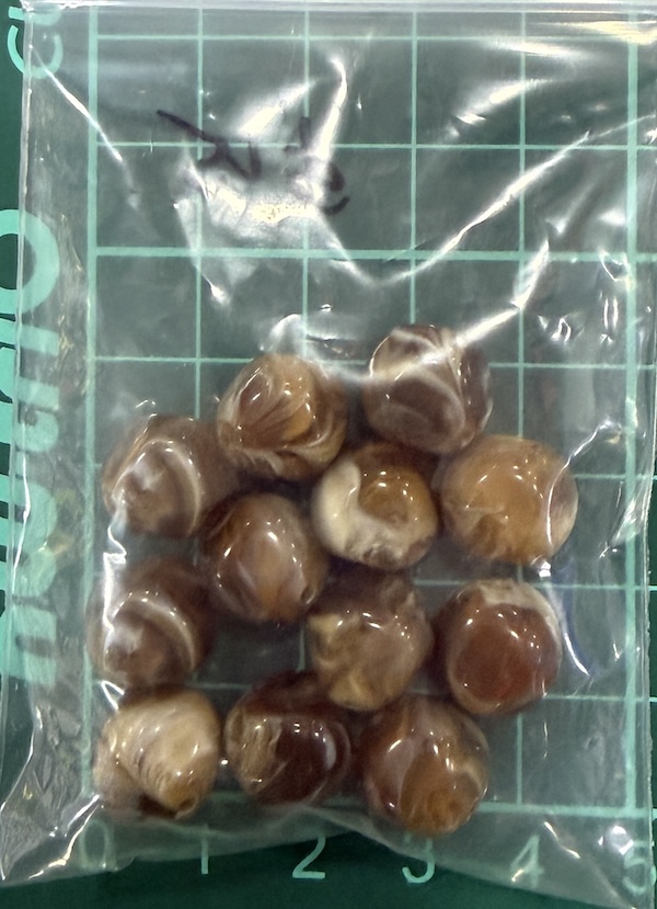 Bead 15mm Marble Brown